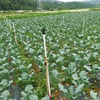 蔬菜基地