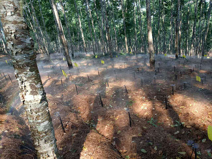 普洱中药材基地
